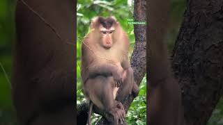 Pigtailed Macaque Takes on Cat Tien Tropical Forest monkey nature wildlifeshorts [upl. by Yerga]