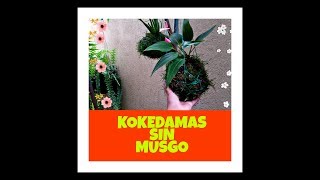 Como Hacer KOKEDAMAS SIN MUSGO How to make KOKEDAMAS WITHOUT MOSS [upl. by Aikat]