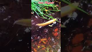 Wow Who Released This Lone Albino Silver Arowana Fish Into The Wild In The Creek [upl. by Japha]