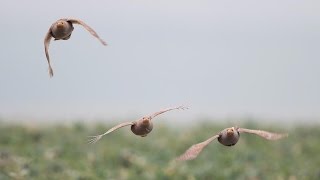 Battues de perdreaux  MultiCaméras Embarquées  Chasse HD [upl. by Enilrem]