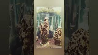 Visiting Marine world chavakkad  Simson k Simon short shortvideo [upl. by Kepner]