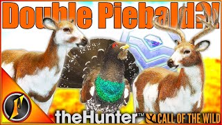 ANOTHER Double Piebald Hunt  HUGE Diamond Capercaillie  Call of the Wild [upl. by Oiliruam]