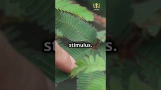 movement 😱 in plants phototropism geotropism shorts youtubeshorts shortsfeed gk yt song bts [upl. by Lemhaj]