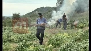 Tiranë në ndjekje të policisë që korr parcelat me hashash të Vrapit [upl. by Tobie]