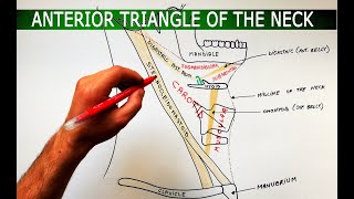 The Anterior Triangle of the Neck  Boundaries ❌ Subdivisions  Anatomy Tutorial [upl. by Onid]