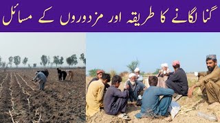 GANA Lagane ka Trika aur Mazdoron ke Masayal  Cane planting method and labor problems [upl. by Kasper]