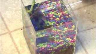 Moving African Dwarf Frogs into a EcoAquarium™ [upl. by Philine]