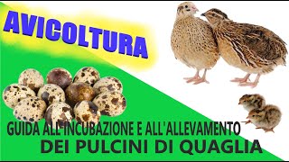 Avicoltura Guida allincubazione e allallevamento dei pulcini di quaglia🐣 [upl. by Ado443]