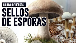 Cultivo de hongos  Métodos Rápidos para Conseguir Sellos de Esporas ¡Aumenta tu Colección [upl. by Miru]