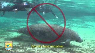 Crystal River Refuges quotManatee Mannersquot for Swimmers [upl. by Talanian]