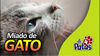 SOM de MIADO DE GATO 7 diferentes tipos de miado de gatinho [upl. by Alyekahs]