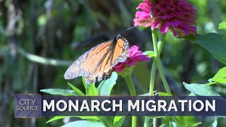 Monarch Migration through Irving [upl. by Ashleigh547]