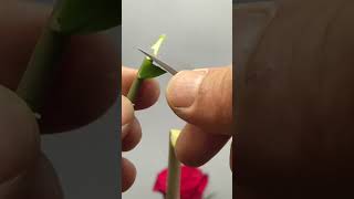 Best method and unique ideas for the grafting of fruit trees grafting plants garden tree​ [upl. by Arehsat]