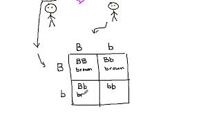 03  Introduction to Punnett Squares p8 [upl. by Mukerji372]