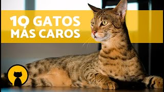 Top 10 GATOS más CAROS del MUNDO 🐱 💸 [upl. by Navonod]