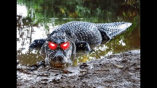 Crocodilians Edit [upl. by Agna80]