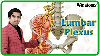 The Lumbar Plexus  Gross Anatomy [upl. by Curt]