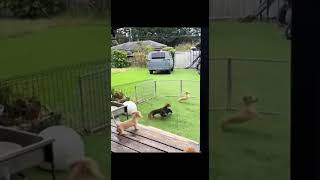 Dogs are also jerks  Funny Animals Compilation funny [upl. by Laenej]