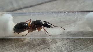 Camponotus festinus [upl. by Zebulen]