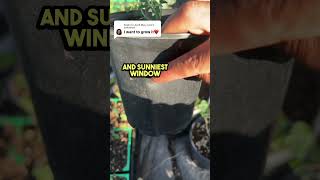 How to grow eucalyptus plants at home Quick tips to grow eucalyptus How to to grow herb plants [upl. by Kcirdahs407]