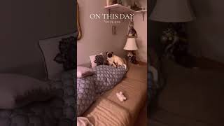 dogshorts doglover dogs puppy pugg dogsofyoutubeshorts [upl. by Ailemaj]