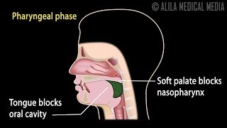 Swallowing Reflex Phases and Overview of Neural Control Animation [upl. by Aittam]