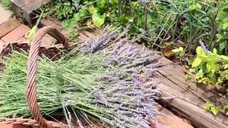 You CAN grow lavender I did Gather it dry it make a Lavender wand too [upl. by Photina]