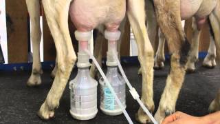 Milking Goats with the Ultimate EZ Milker [upl. by Kronick]