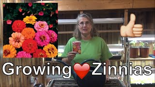 How to Grow LilliPut Zinnia Seed to Planting in Garden  Zinnia Tips [upl. by Bluefield647]