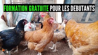 DEBUTANT Formation Gratuite de poulet Réussir son élevage de poulet en 4 étapes investir au pays [upl. by Eitteb]