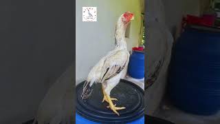 Top class Male chicken Parrot beak Aseel 🐓 [upl. by Ardiedak]