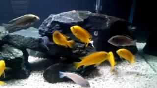 10 Circulation Pump in a 40 Gallon Malawi Cichlid Tank [upl. by Nohsid]