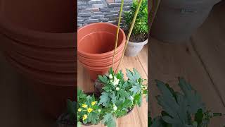 Hariyali amavasya  new plants 🌱harsingar guldaudi flowerplants plantlover garden short [upl. by Haida]