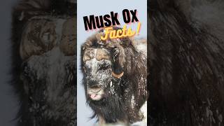 5 Musk Ox facts muskox wildlifefacts shortsfeeds animalshorts [upl. by Elnora]