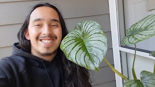 Philodendron mamei Basics [upl. by Esteban952]