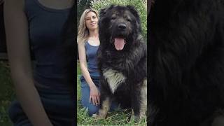 Did You Know This About Caucasian Shepherd Dog 😱 💥 shorts [upl. by Leal913]