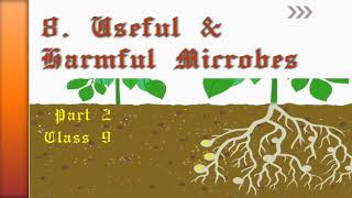 8 Useful amp Harmful Microorganisms Part 2 Class 9  Rhizobium Symbiotic bacteria [upl. by Mazurek]