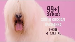 South Russian Ovcharka  991 Dog Breeds [upl. by Nikolaos192]