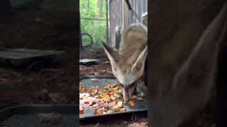 Bateared Fox Kits Starting to Eat Solid Food  Cincinnati Zoo shorts [upl. by Larochelle]