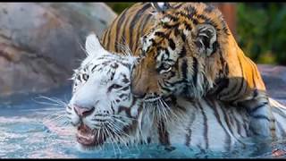 Top 5 Most Dangerous TIGER  part 1 Bengal Tiger   Animal Facts [upl. by Caterina]