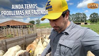 Problemas no manejo da fazenda Já melhorou muito mas ainda temos alguns problemas para o IATF [upl. by Showker]