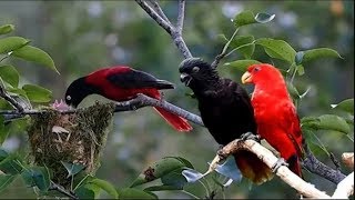 Nature And Wildlife Video – Bird and animal is beautiful creature on our planet [upl. by Christabel]