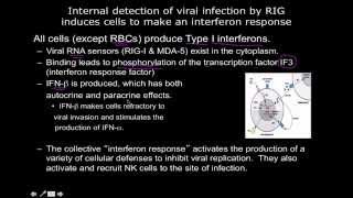 Immunology the interferon response [upl. by Eimorej]