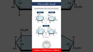 Glycosidic bond bond between monosaccharides  Biochemistry  by Imran Yaseen [upl. by Heyward534]