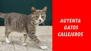 🐱❌SONIDO para AHUYENTAR GATOS CALLEJEROS ❌🐱 [upl. by Ping894]