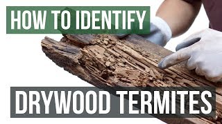 How to Identify Drywood Termites [upl. by Pilif872]