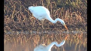 4K Grande Aigrette [upl. by Lassiter]