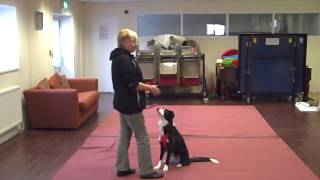 Dog Dancing for Beginners Dorset 01929 423410 [upl. by Spindell]