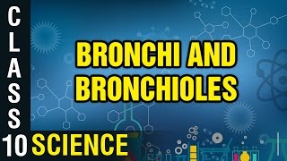 Bronchi and Bronchioles  Respiration  Class 10 Biology  Science  Digital Teacher [upl. by Adnala565]