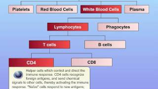 HIV Basic Function of Immune System [upl. by Avie]